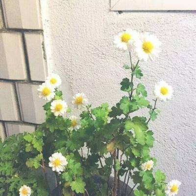 时之空学园游戏